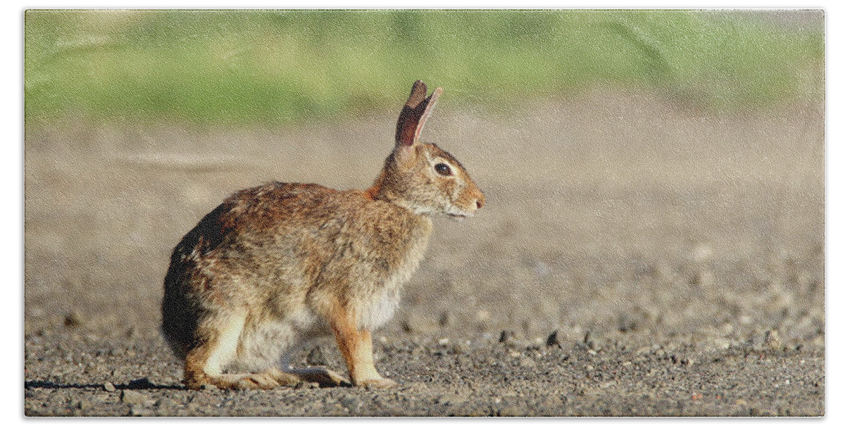 Cottontail Rabbit Bath Towel featuring the photograph Cottontail Rabbit Stony Brook New York #1 by Bob Savage