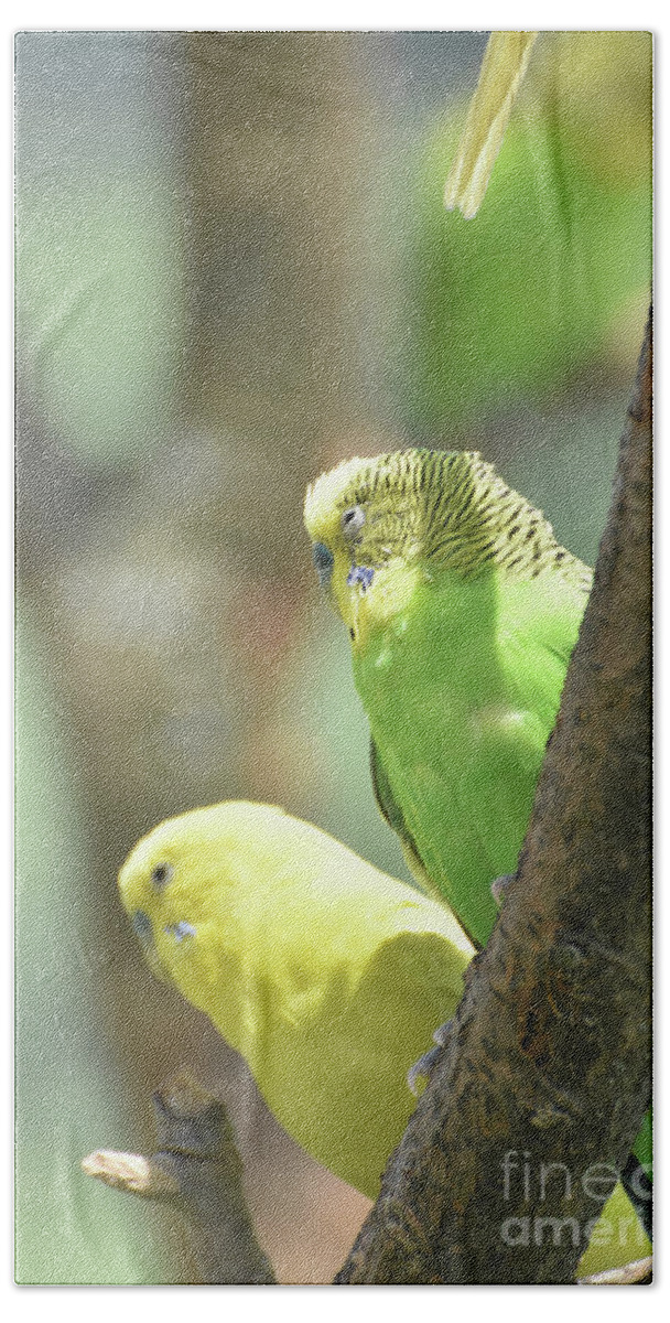Budgie Bath Towel featuring the photograph Couple of Green and Yellow Budgerigar Sitting in a Tree #1 by DejaVu Designs