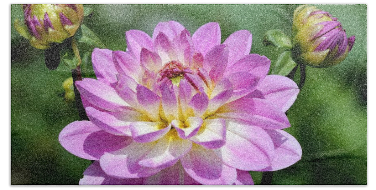 Mccombie Bath Towel featuring the photograph Dahlia named Sandia Melody #4 by J McCombie