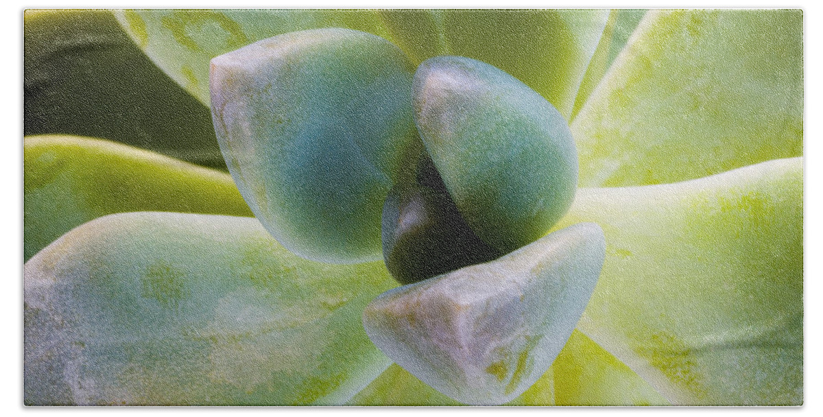 Beautiful Bath Towel featuring the photograph Blue Pearl Plant by Raul Rodriguez