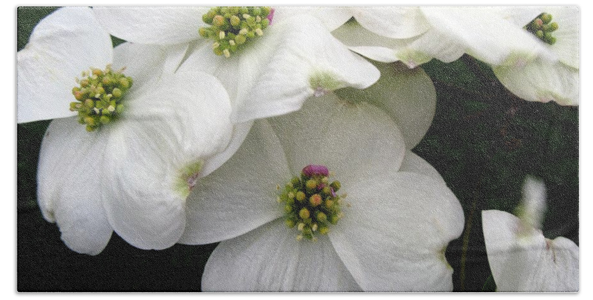 Dogwood Hand Towel featuring the photograph Dogwood Branch by Carol Sweetwood