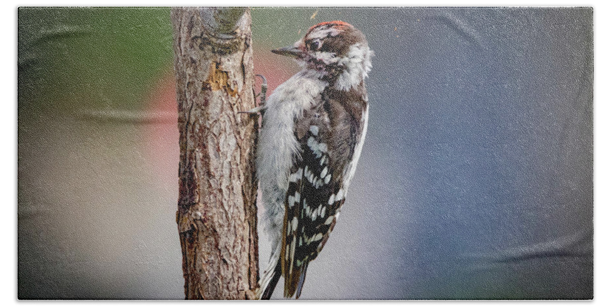 Picoides Pubescens Bath Towel featuring the photograph Downy Woodpecker #1 by Ray Congrove