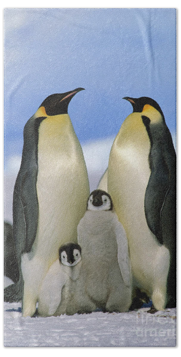Mp Bath Towel featuring the photograph Emperor Penguin Family by Konrad Wothe