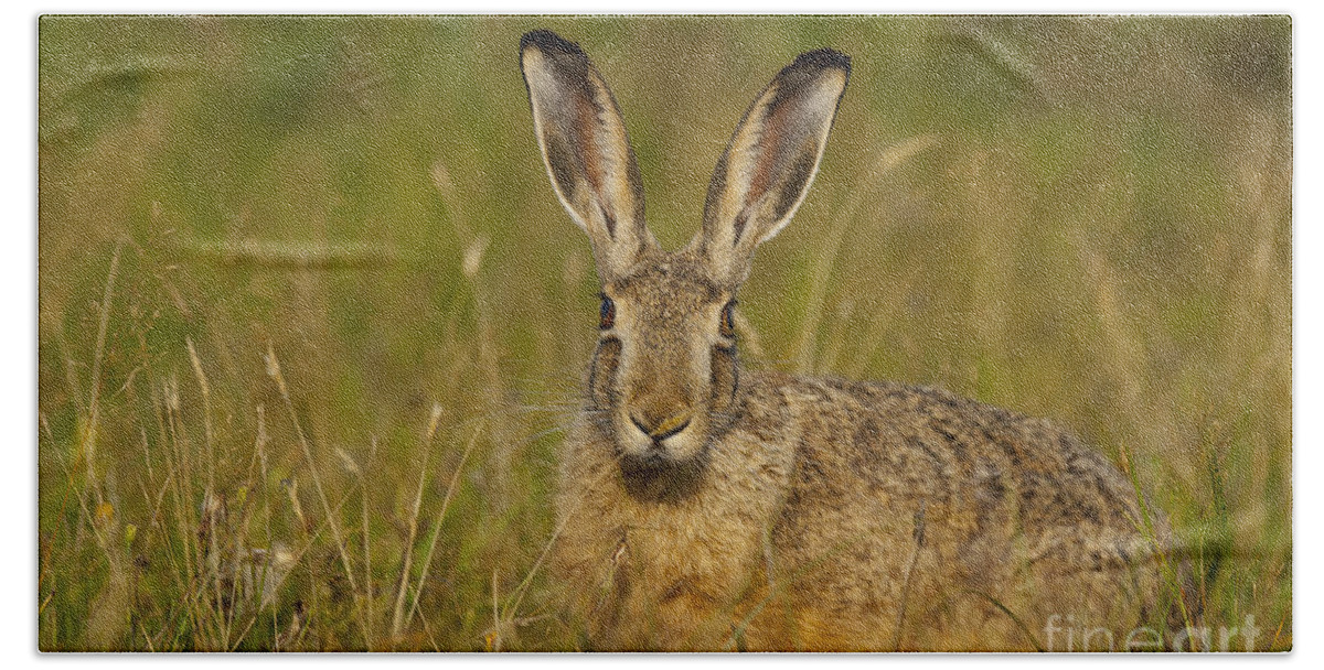 European Hare Bath Towel featuring the photograph European Hare #1 by Steen Drozd Lund