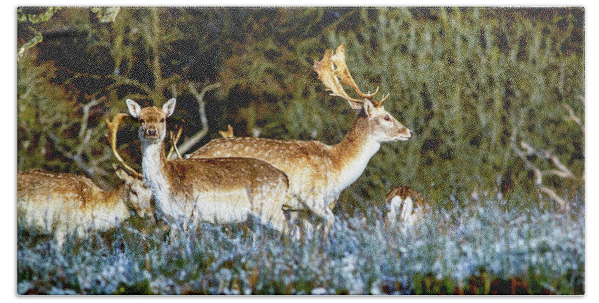 Animal Hand Towel featuring the photograph Fallow deer in England #1 by Chris Smith