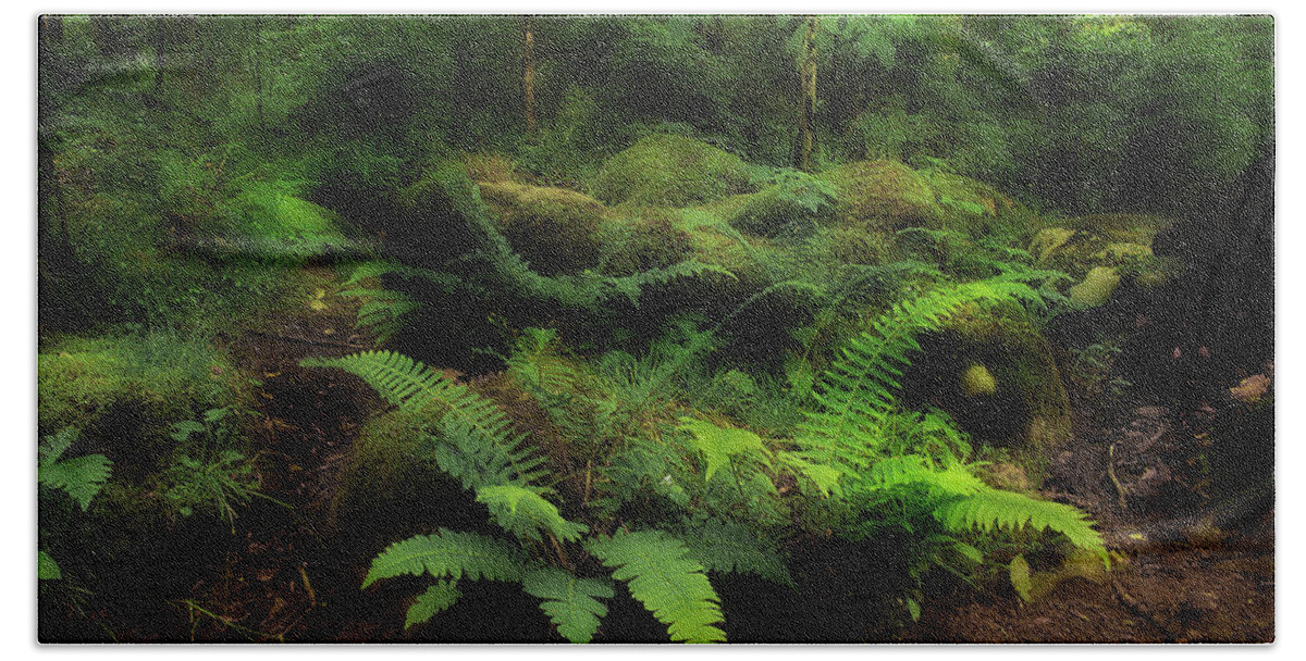 Ferns Hand Towel featuring the photograph Ferns Of The Forest #1 by Mike Eingle