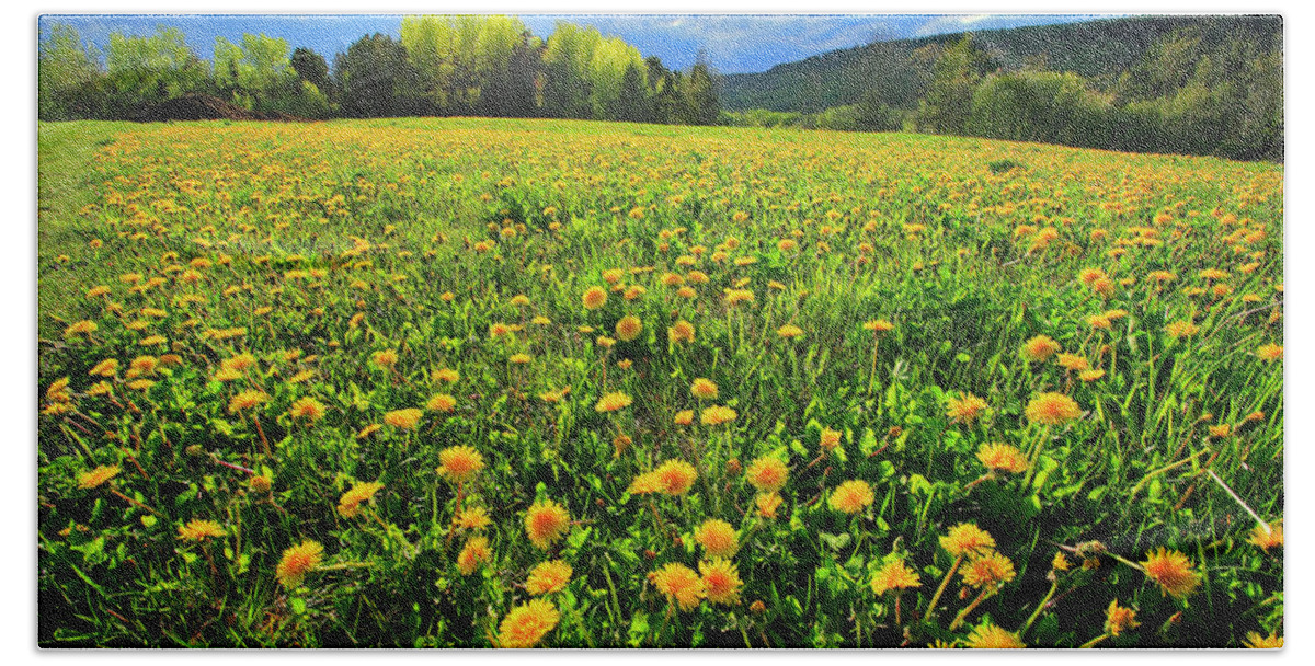 Canada Hand Towel featuring the photograph Field of Dandelions #1 by Gary Corbett