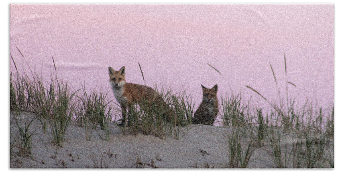 Fox Hand Towel featuring the photograph Fox and Vixen #1 by Robert Banach