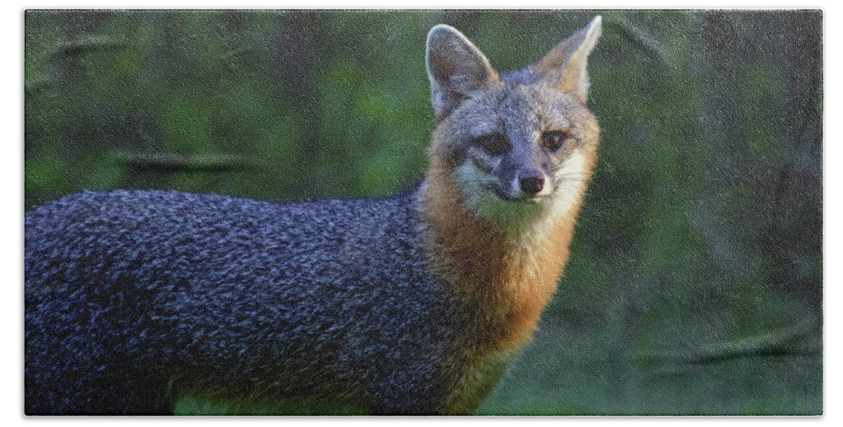 Photograph Bath Towel featuring the photograph Fox #1 by Larah McElroy