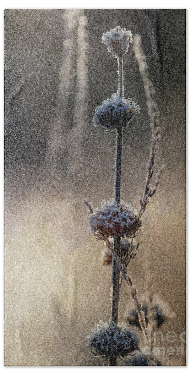 Thistle Hand Towel featuring the photograph Frosted #1 by Eva Lechner