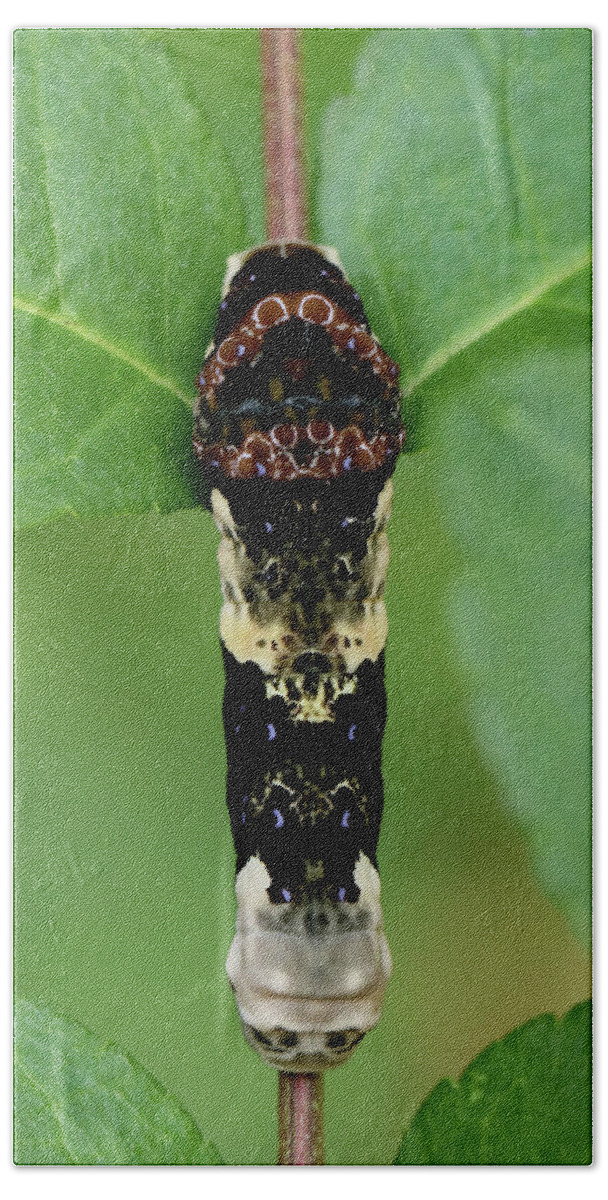Giant Swallowtail Caterpillar Bath Towel featuring the photograph Giant Swallowtail caterpillar #1 by Doris Potter
