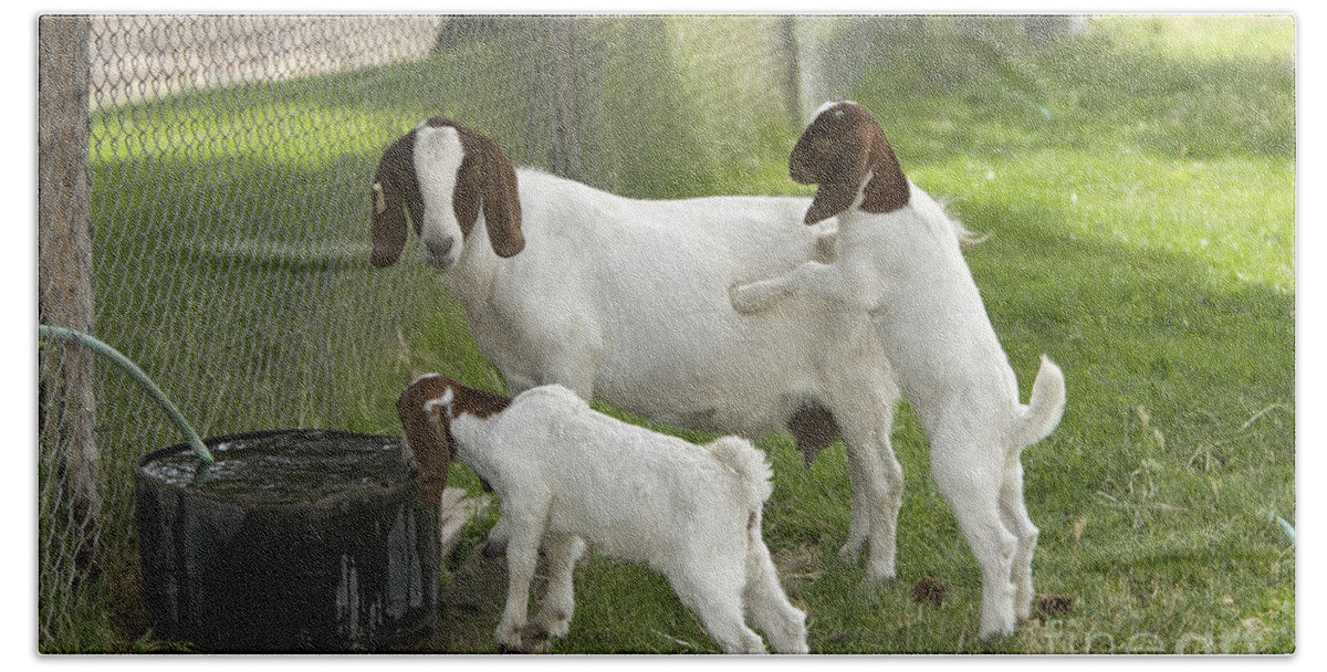 Boer Goat Bath Towel featuring the photograph Goat With Kids by Inga Spence