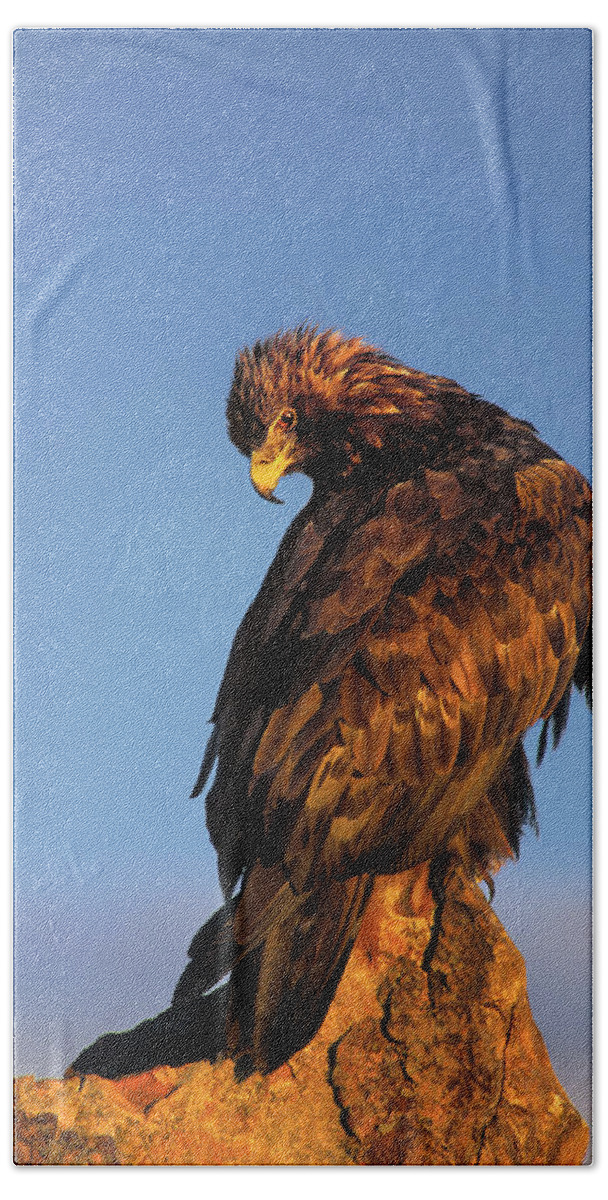 Dave Welling Hand Towel featuring the photograph Golden Eagle Aquila Chrysaetos Captive Colorado #1 by Dave Welling