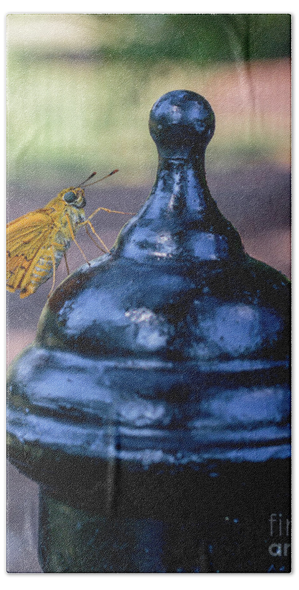 Botanic Garden Hand Towel featuring the photograph Golden Moth #1 by Ray Shiu