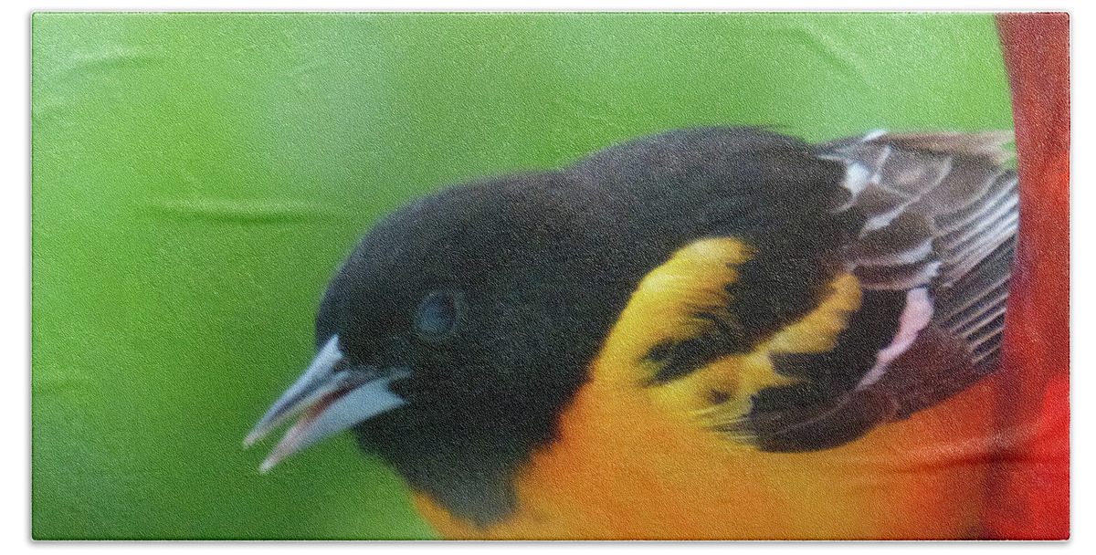 Through The Window Hand Towel featuring the photograph Good Morning Mr. Oriole #1 by Rosanne Licciardi
