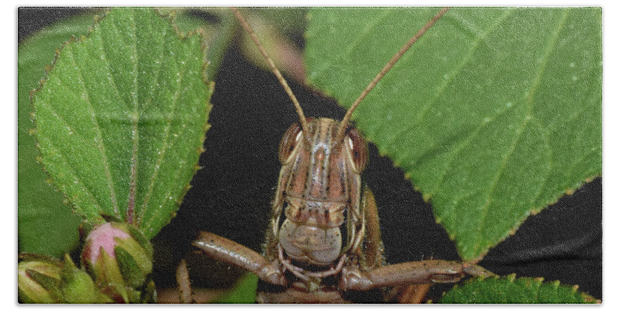 Photograph Bath Towel featuring the photograph Grasshopper #1 by Larah McElroy