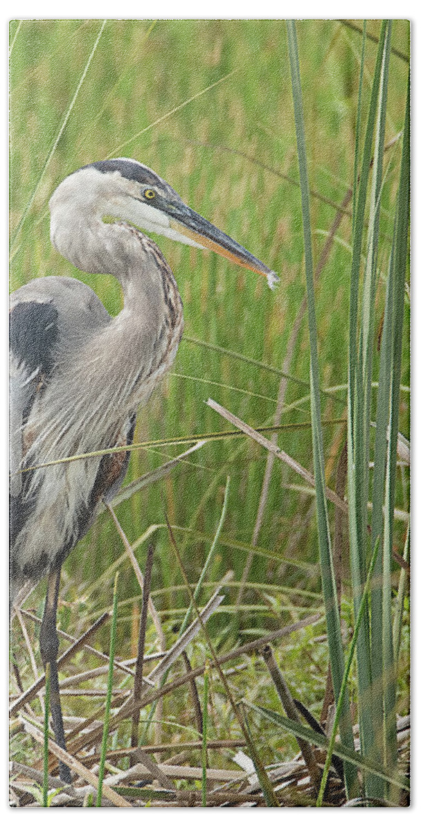 Great Bath Towel featuring the photograph Great Blue Heron #1 by Richard Goldman
