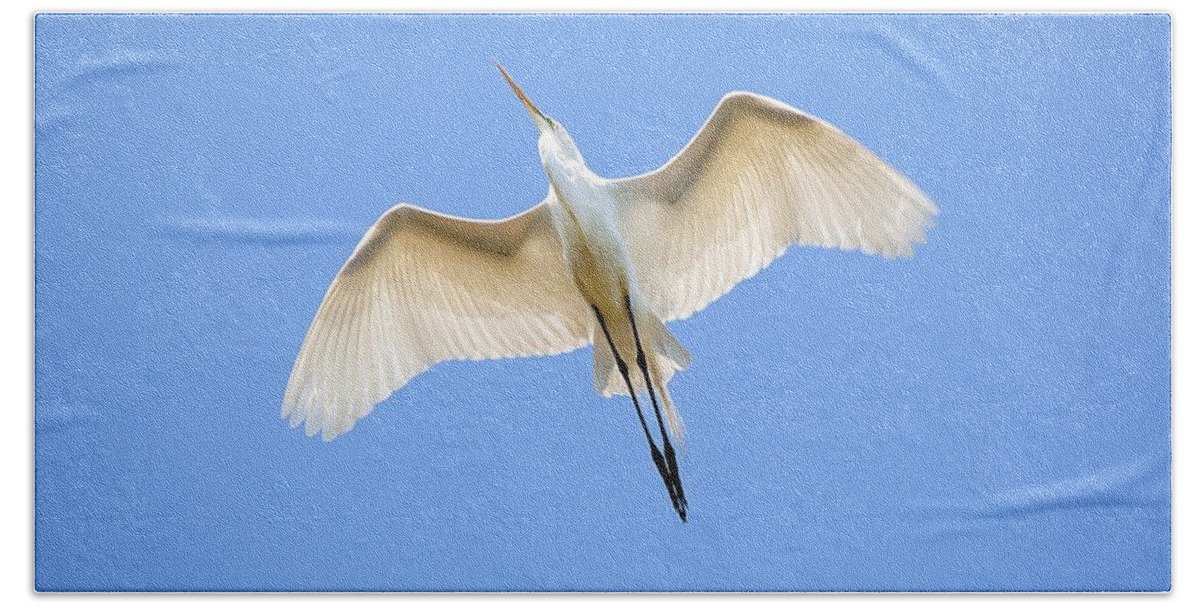 Egret Bath Towel featuring the photograph Great Egret In Flight #1 by Kenneth Albin