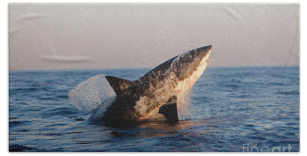 Adult Bath Towel featuring the photograph Great White Shark Carcharodon Carcharias #1 by Gerard Lacz