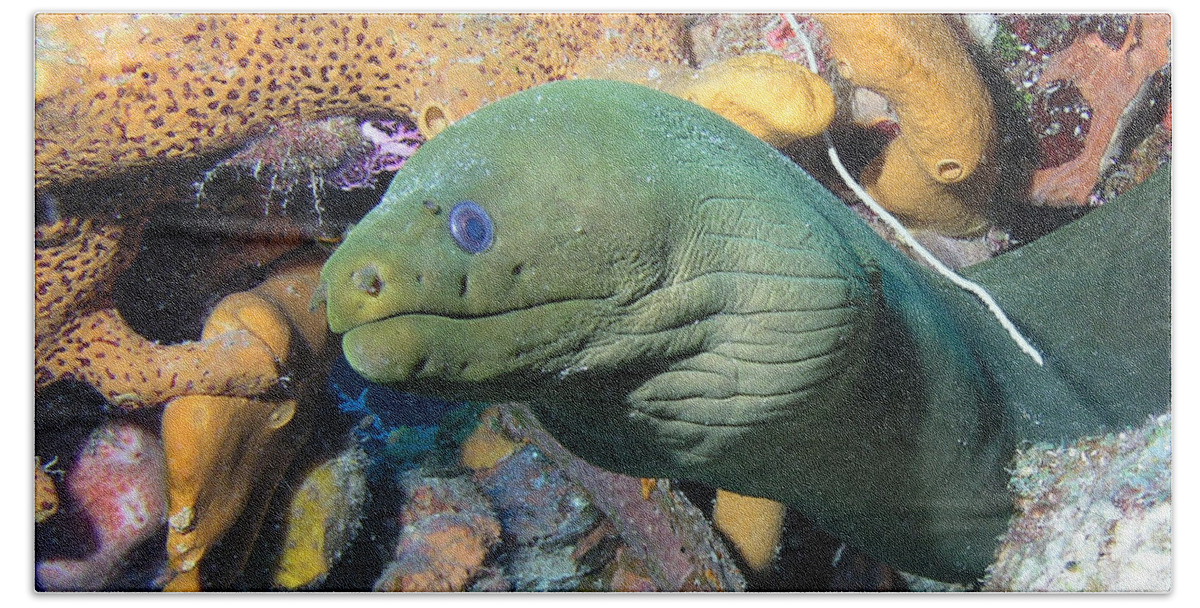 Green Moray Eel Bath Sheet featuring the photograph Green Moray Eel On Caribbean Reef #1 by Karen Doody
