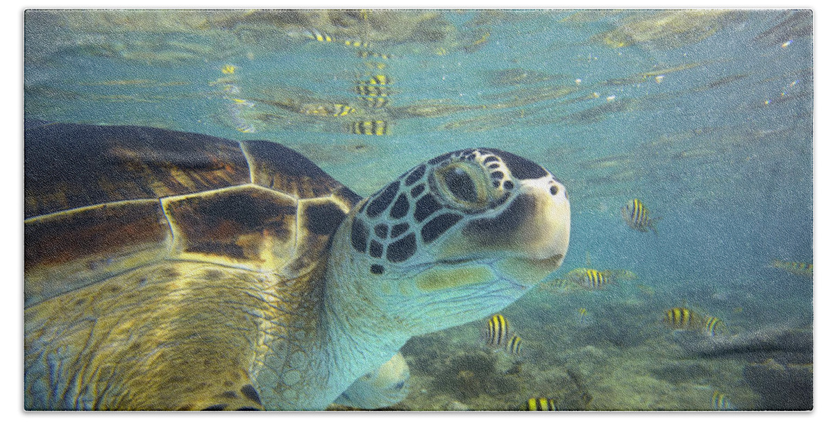 00451417 Bath Towel featuring the photograph Green Sea Turtle Balicasag Island #1 by Tim Fitzharris