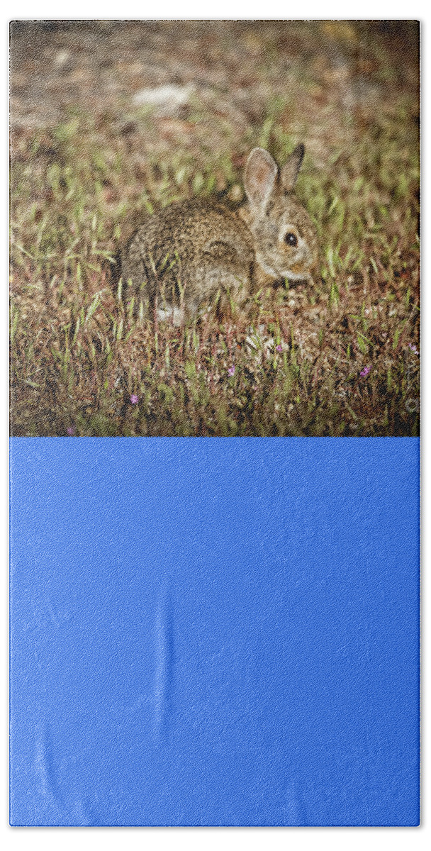 Wildlife Hand Towel featuring the photograph Here I Am #4 by Robert Bales