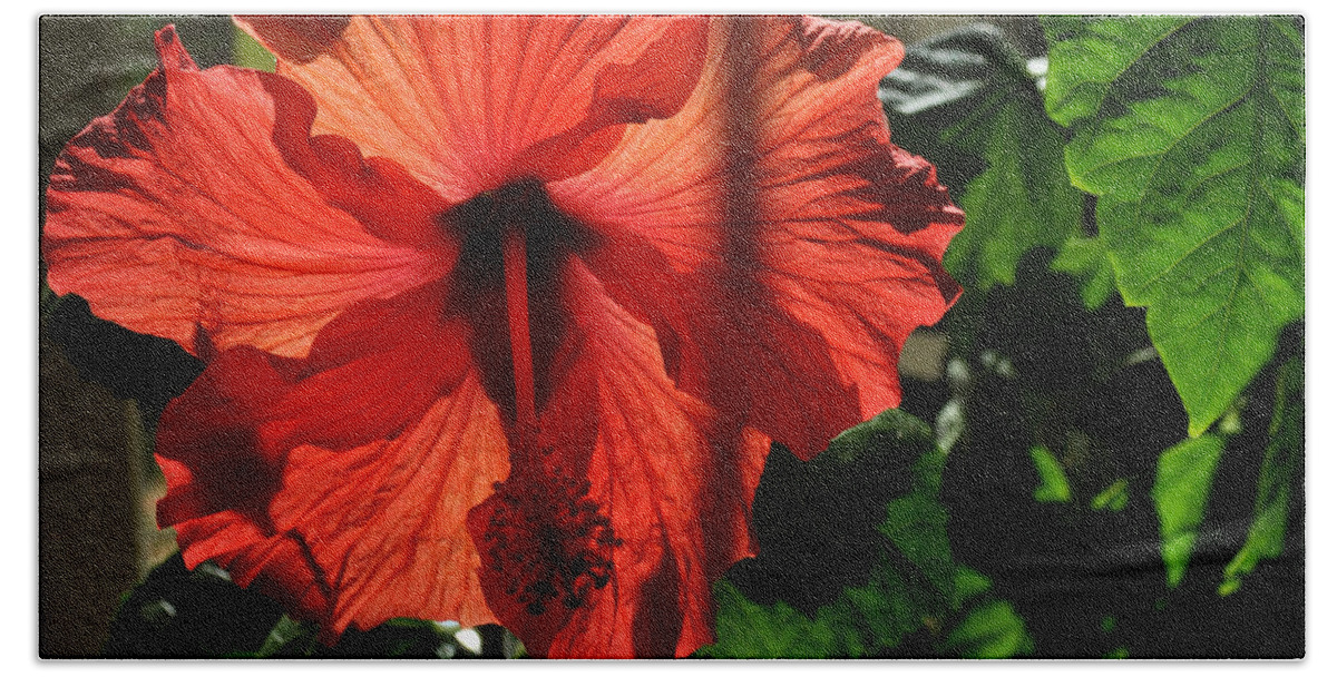 Hibiscus Bath Sheet featuring the photograph Hibiscus #1 by Tim Nyberg
