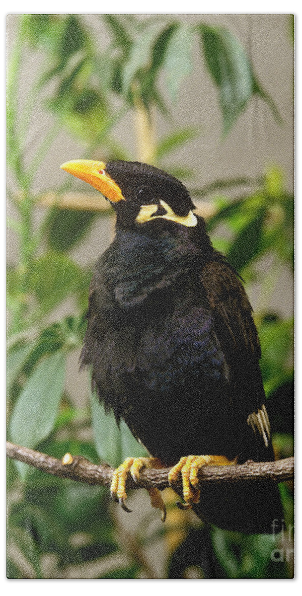 Adult Bath Towel featuring the photograph Hill Mynah Gracula Religiosa #1 by Gerard Lacz