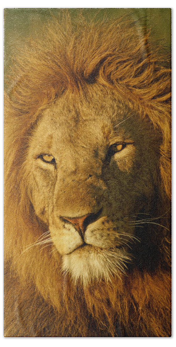 Lion Bath Towel featuring the photograph His Majesty #1 by Michele Burgess