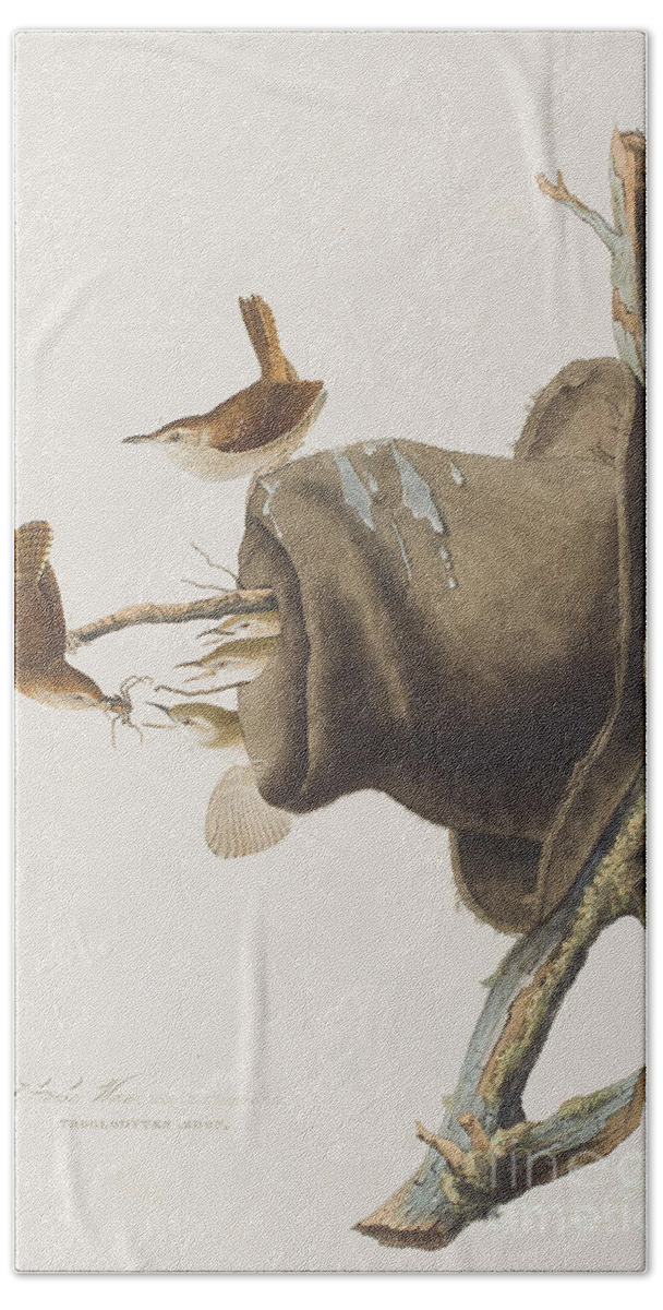 Wren Hand Towel featuring the painting House Wren by John James Audubon