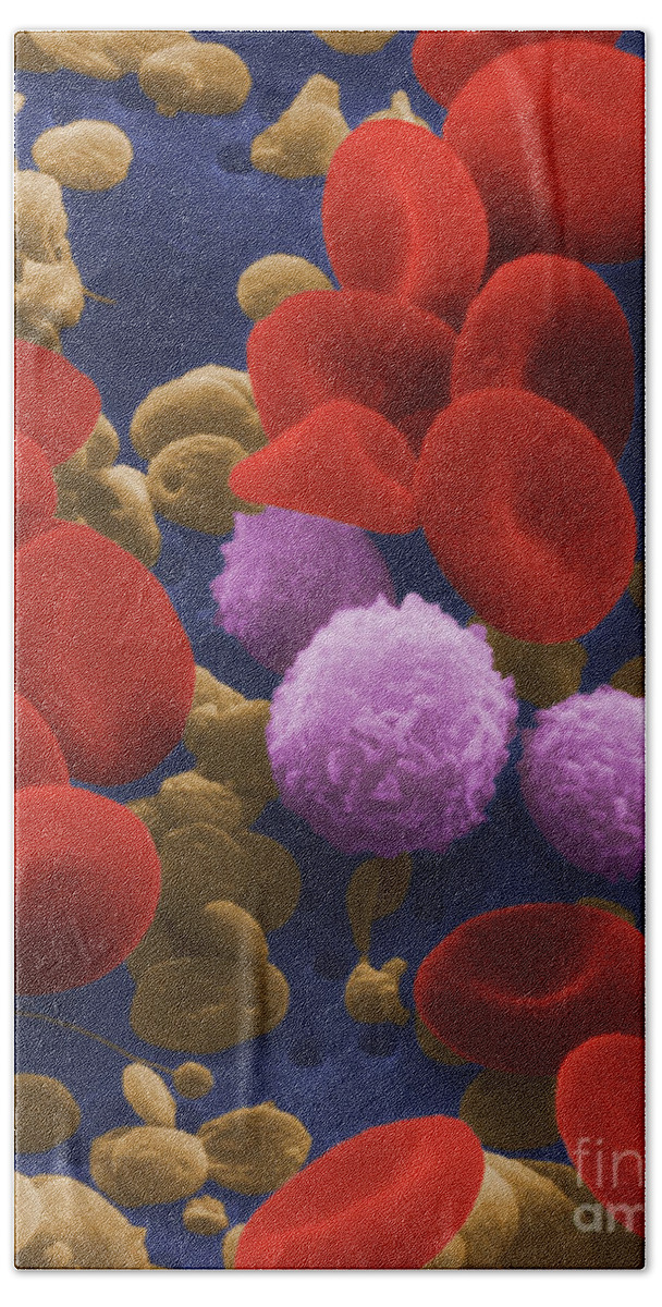 Blood Cell Bath Towel featuring the photograph Human Blood Cells #1 by NIH / Science Source