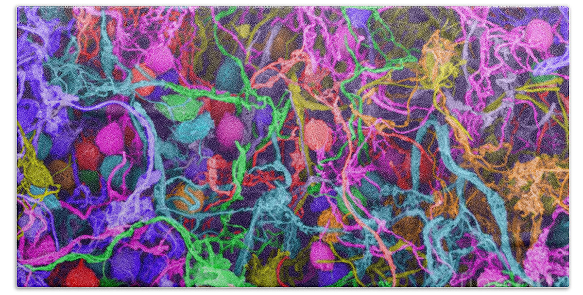 Science Bath Towel featuring the photograph Human Brain Cells, Sem #1 by Ted Kinsman