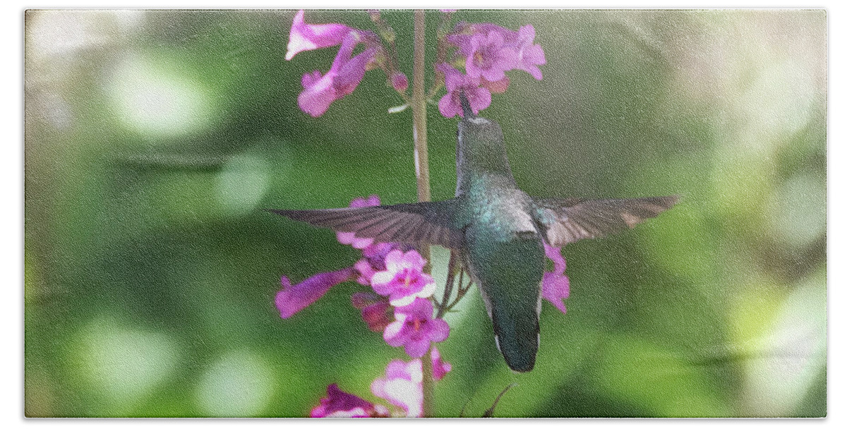 Hummingbird Bath Towel featuring the photograph Hummingbird and the Pink Penstemon #2 by Saija Lehtonen