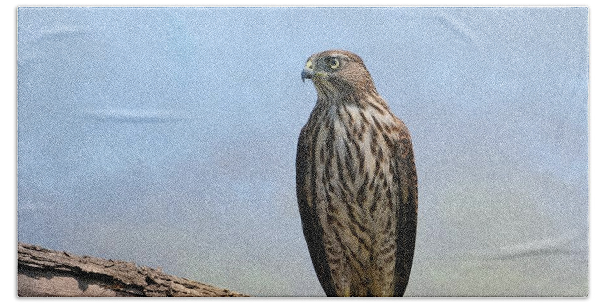 Coopers Hawk Hand Towel featuring the photograph Hunter #1 by Fraida Gutovich