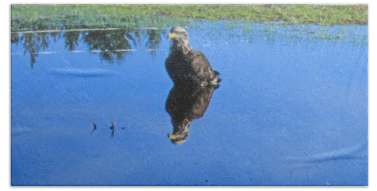 Eagle Bath Towel featuring the photograph Immature Eagle Fishing In A Roadside Puddle #1 by Marie Jamieson