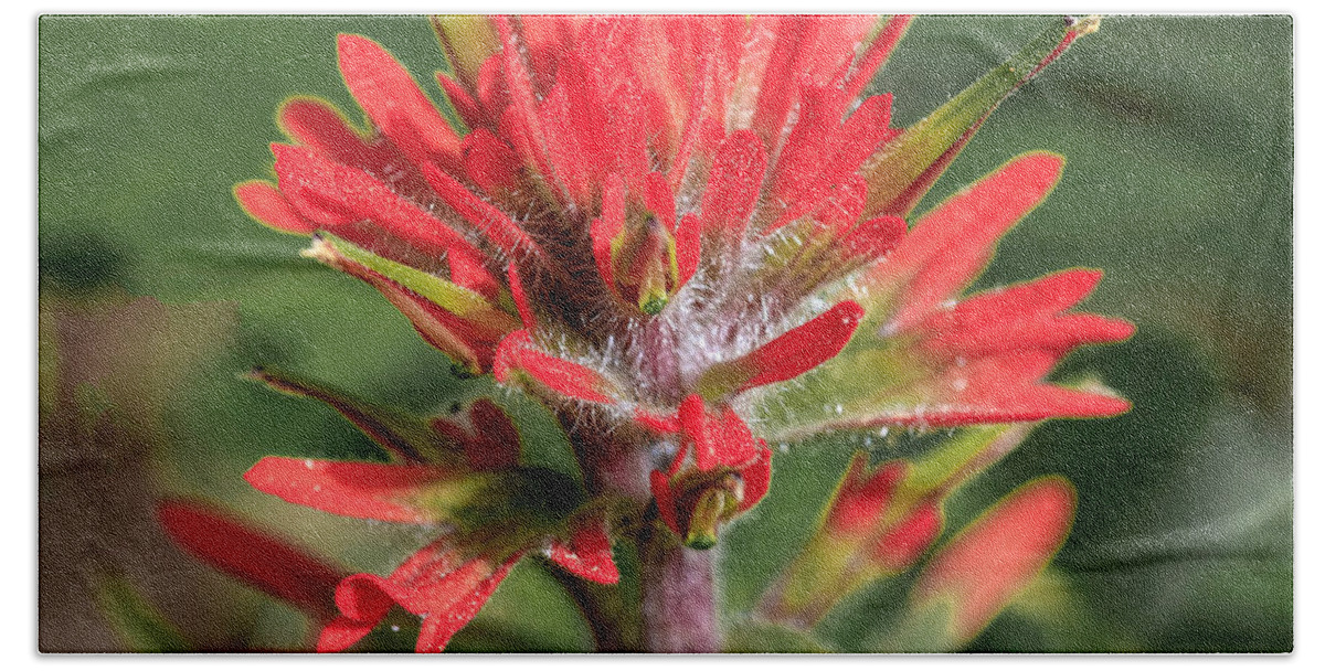 Indian Paintbrush Hand Towel featuring the photograph Indian Paintbrush #1 by Jack Bell