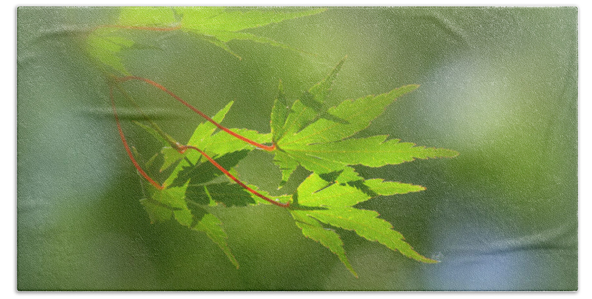 Acer Hand Towel featuring the photograph Japanese Maple Foliage #1 by Nathan Abbott