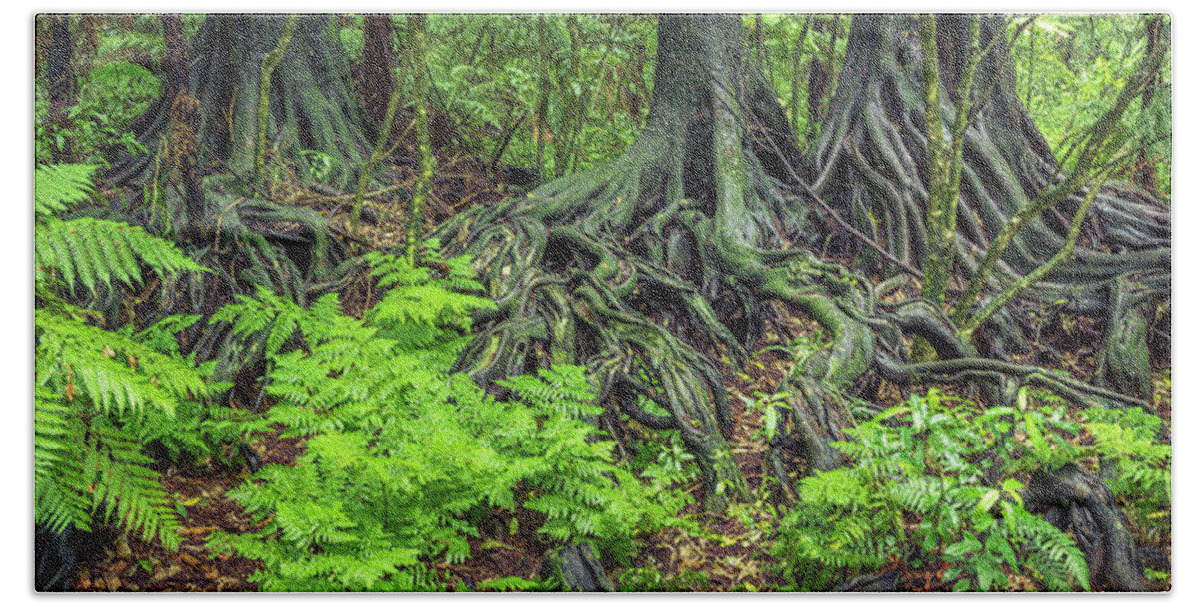 Rain Forest Bath Towel featuring the photograph Jungle roots #1 by Les Cunliffe