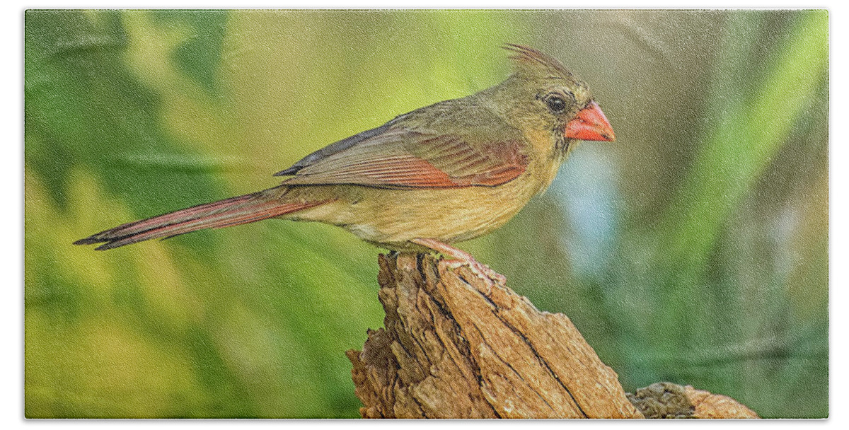 Birds Hand Towel featuring the photograph Lady Cardinal #2 by Peggy Blackwell