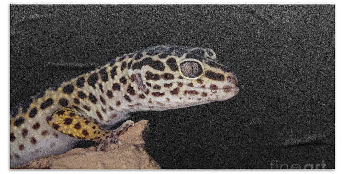 Adult Bath Towel featuring the photograph Leopard Gecko Eublepharis Macularius #1 by Gerard Lacz