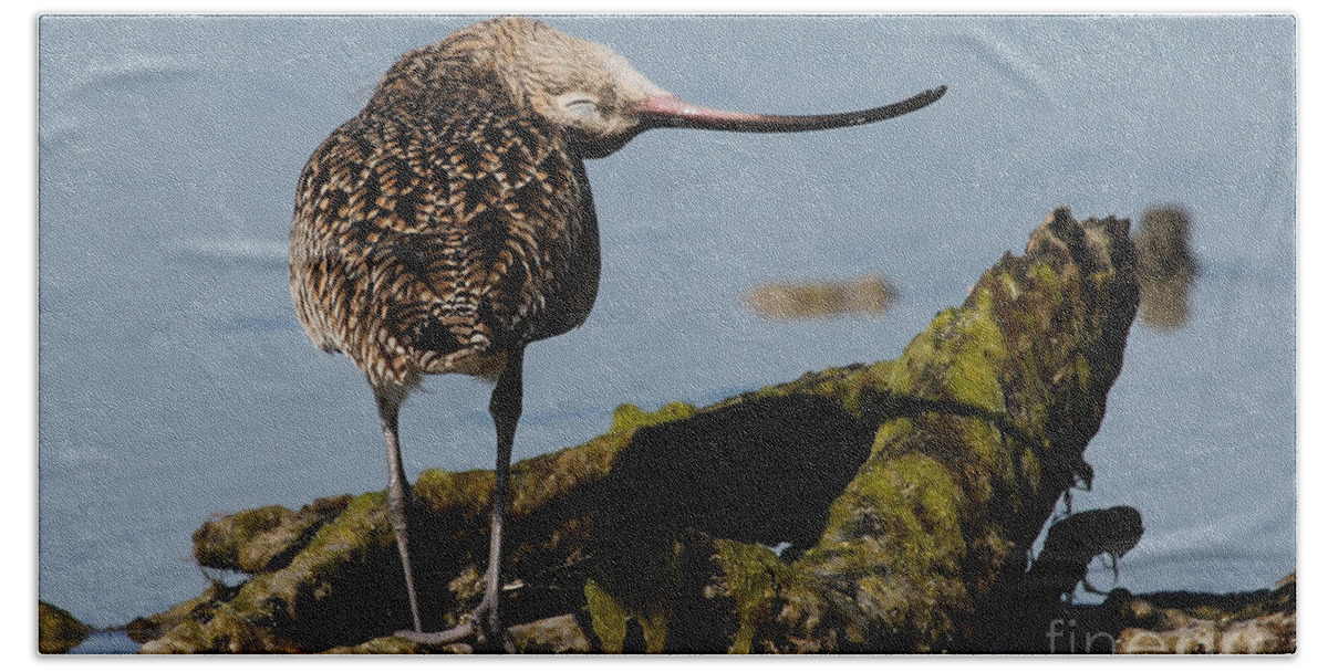 Long-billed Curlew Bath Towel featuring the photograph Long-billed Curlew #1 by Meg Rousher