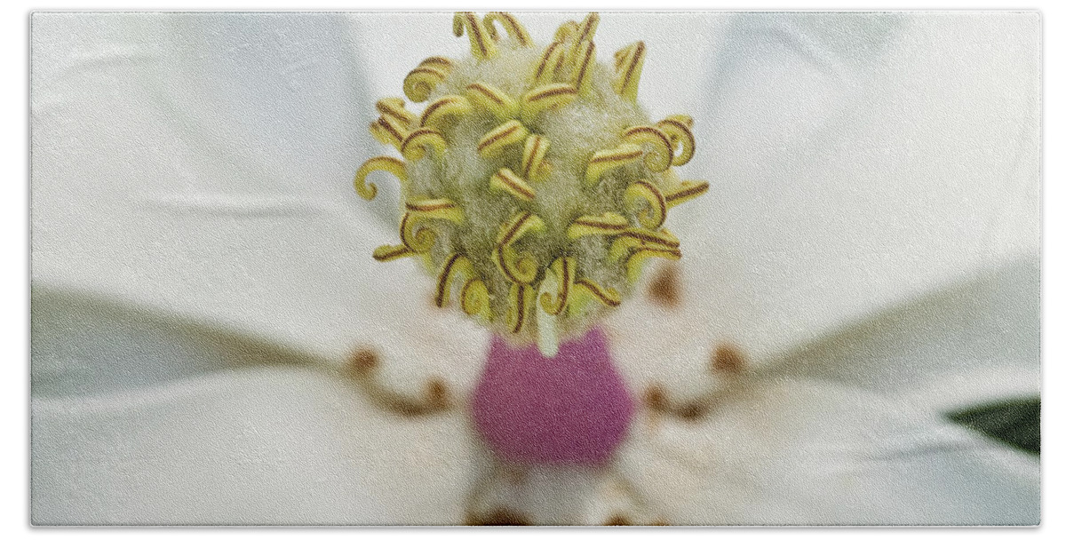 Magnolia Bloom Bath Towel featuring the photograph Magnolia Bloom #1 by Rich Franco