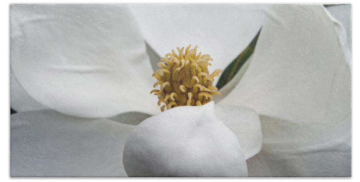 Magnolia Hand Towel featuring the photograph Magnolia Flower #2 by Nathan Little