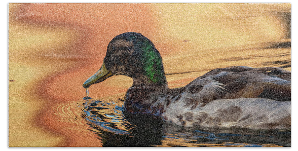 Mallard Duck Bath Towel featuring the photograph Searching For Breakfast by Jonathan Nguyen
