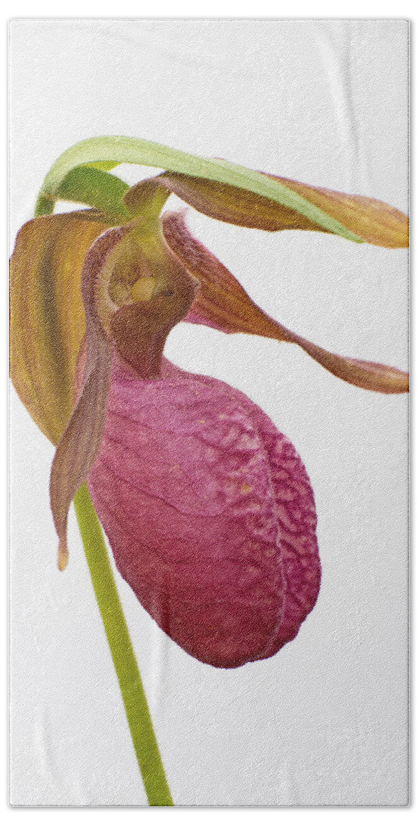 Pink Lady's Slipper Bath Towel featuring the photograph Moccasin Flower #1 by Jim Zablotny