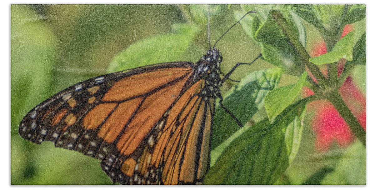 Florida Bath Towel featuring the photograph Monarch #1 by Jane Luxton