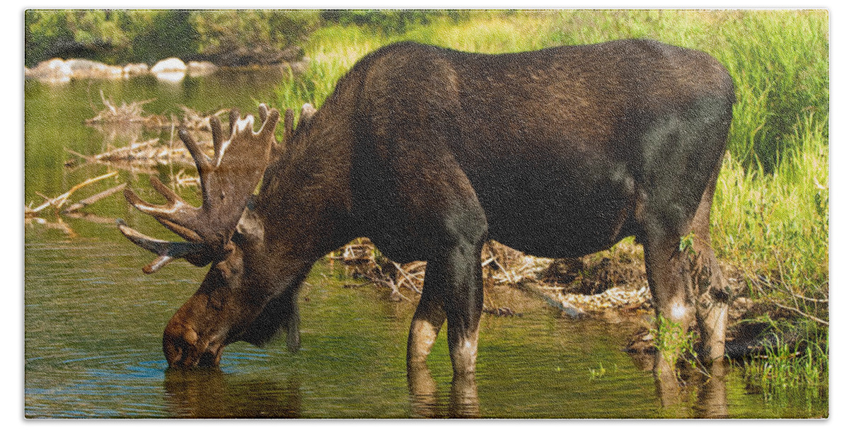 Bull Moose Bath Towel featuring the photograph Moose #1 by Sebastian Musial