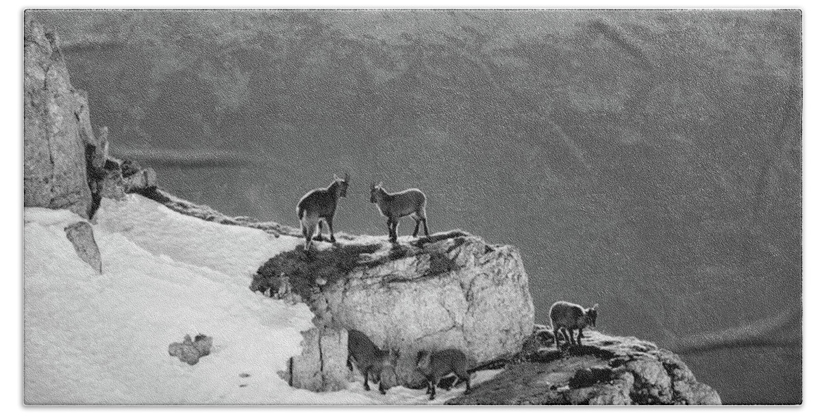 Slovenia Bath Towel featuring the photograph Mountain Goats by Mountain Dreams