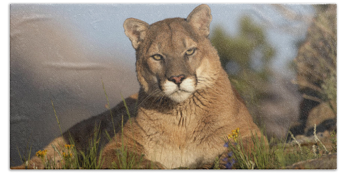 00176554 Bath Towel featuring the photograph Mountain Lion Portrait North America #3 by Tim Fitzharris
