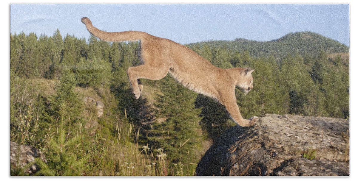 Mp Bath Towel featuring the photograph Mountain Lion Puma Concolor Jumping #1 by Matthias Breiter